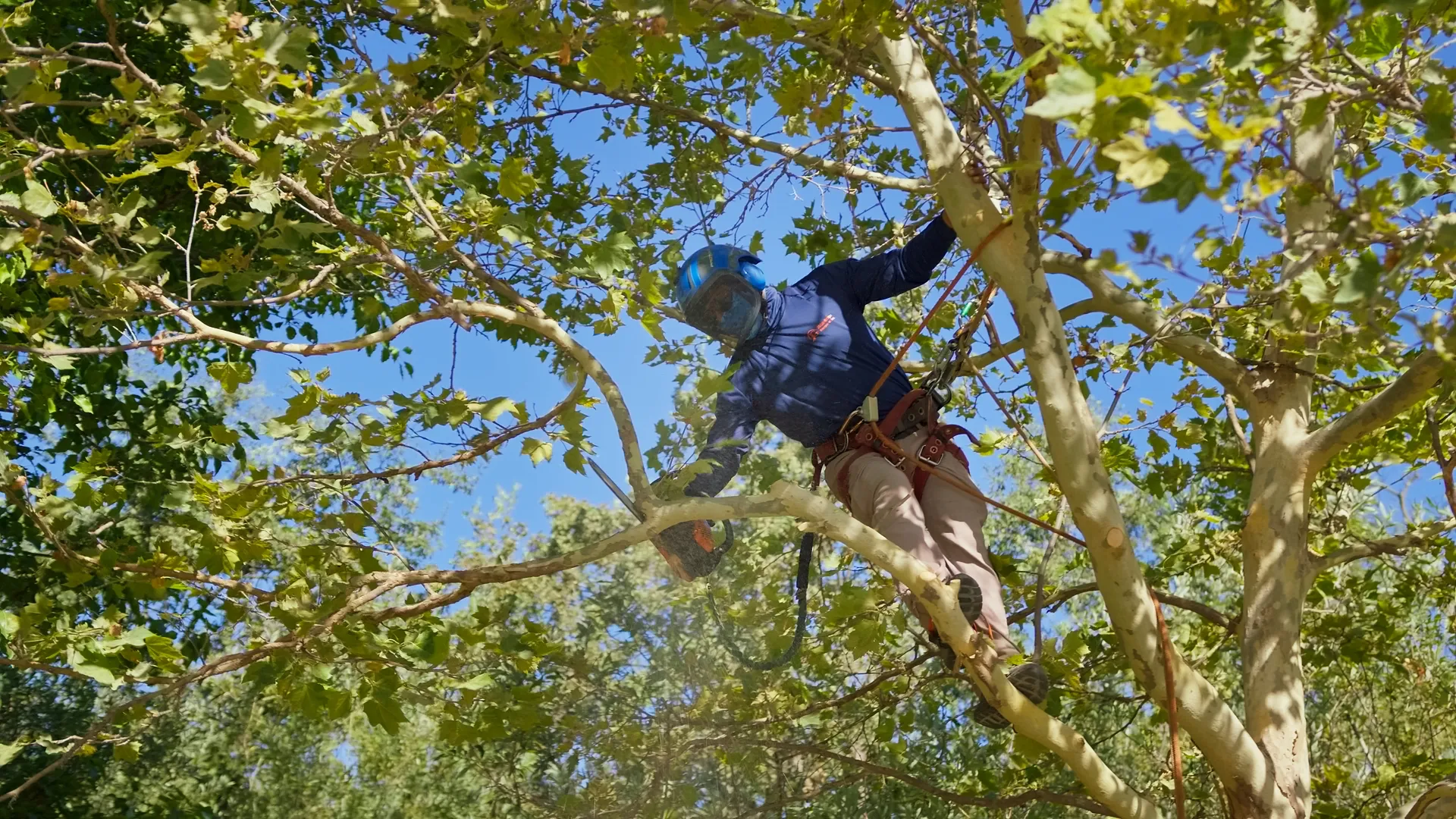 JG Landscape Management arborist making a chainsaw cut high in a tree canopy