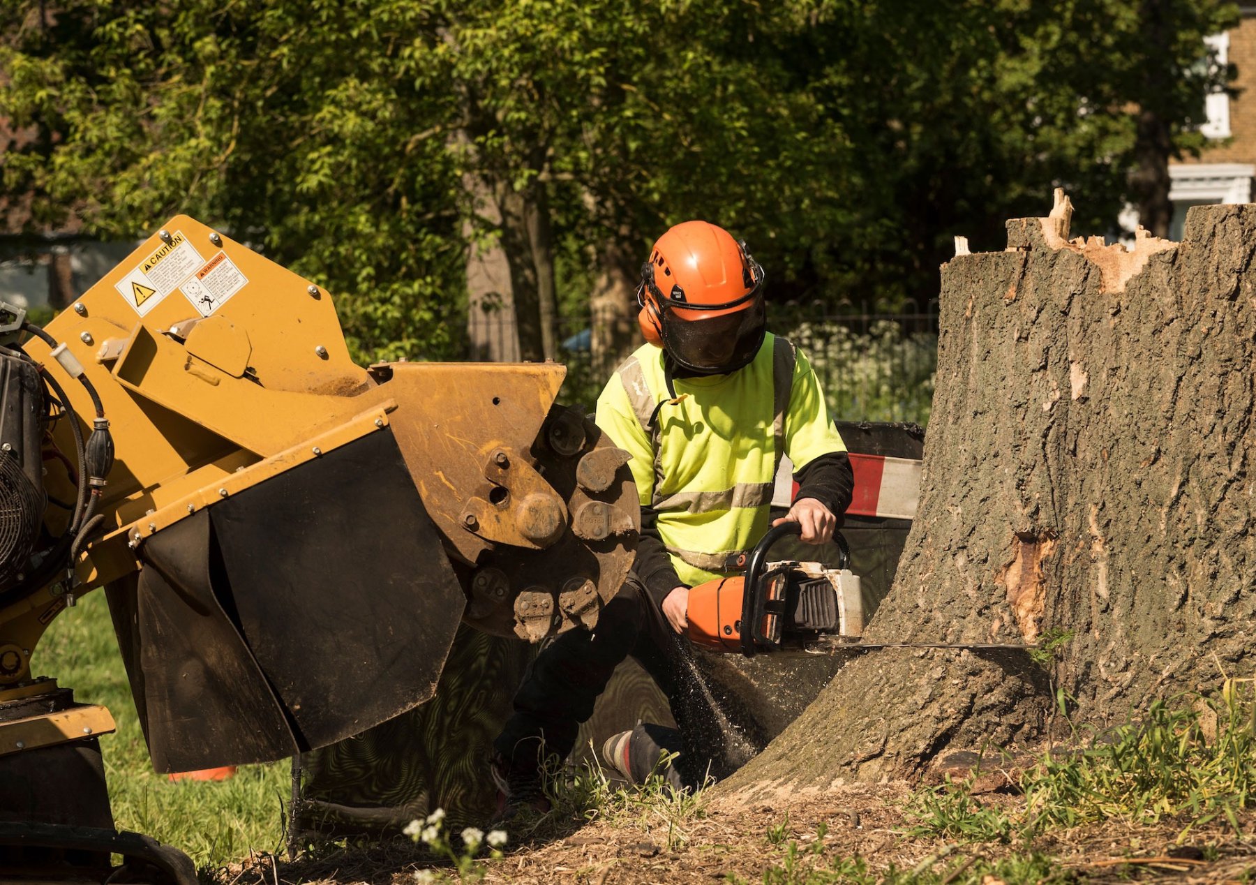 Technician grinding a tree stump with a chainsaw